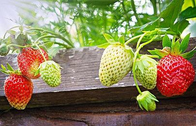 《历史的完结》Steam页面上线 中世纪风战略RPG